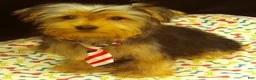 Yorkshire Terrier dogs for sale: Samson - Ad 9