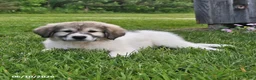 Mixed Breed dogs for sale: Bowan - Ad 8