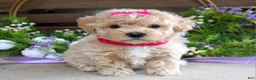Maltipoo dogs for sale: Luna - Ad 3