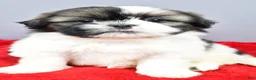 Shih Tzu dogs for sale: Remi - Ad 7