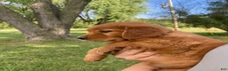 Golden Retriever dogs for sale: Penny - Ad 3