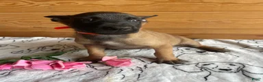Sarge