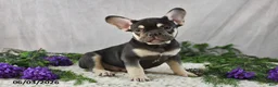 French Bulldog dogs for sale: Harley - Ad 5