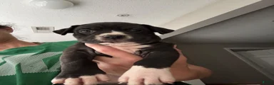Mixed Breed 3