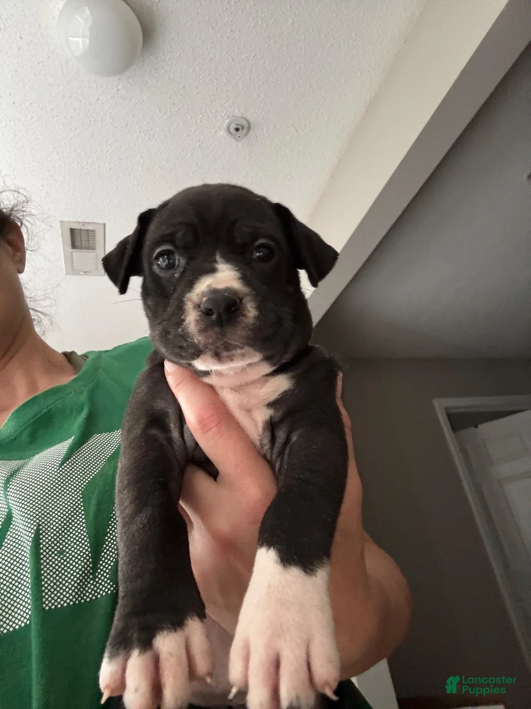 Mixed Breed dogs for sale: Mixed Breed 3 - Ad 1