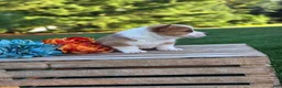 Welsh Corgi Pembroke dogs for sale: Goldie - Ad 4
