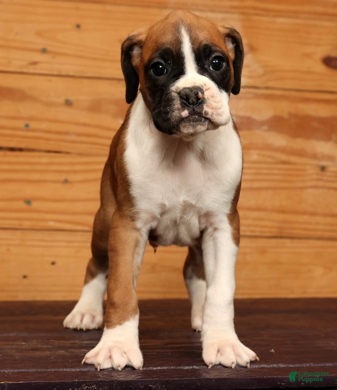 Boxer dogs for sale: Stormy - Ad 6