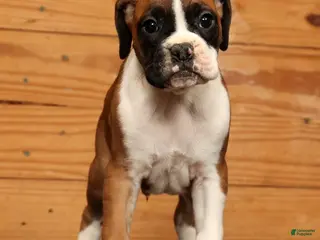Boxer dogs Stormy - Ad 10