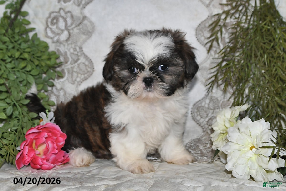 Shih Tzu dogs Royal - Ad 1