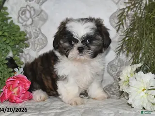 Shih Tzu dogs for sale: Royal - Ad 2