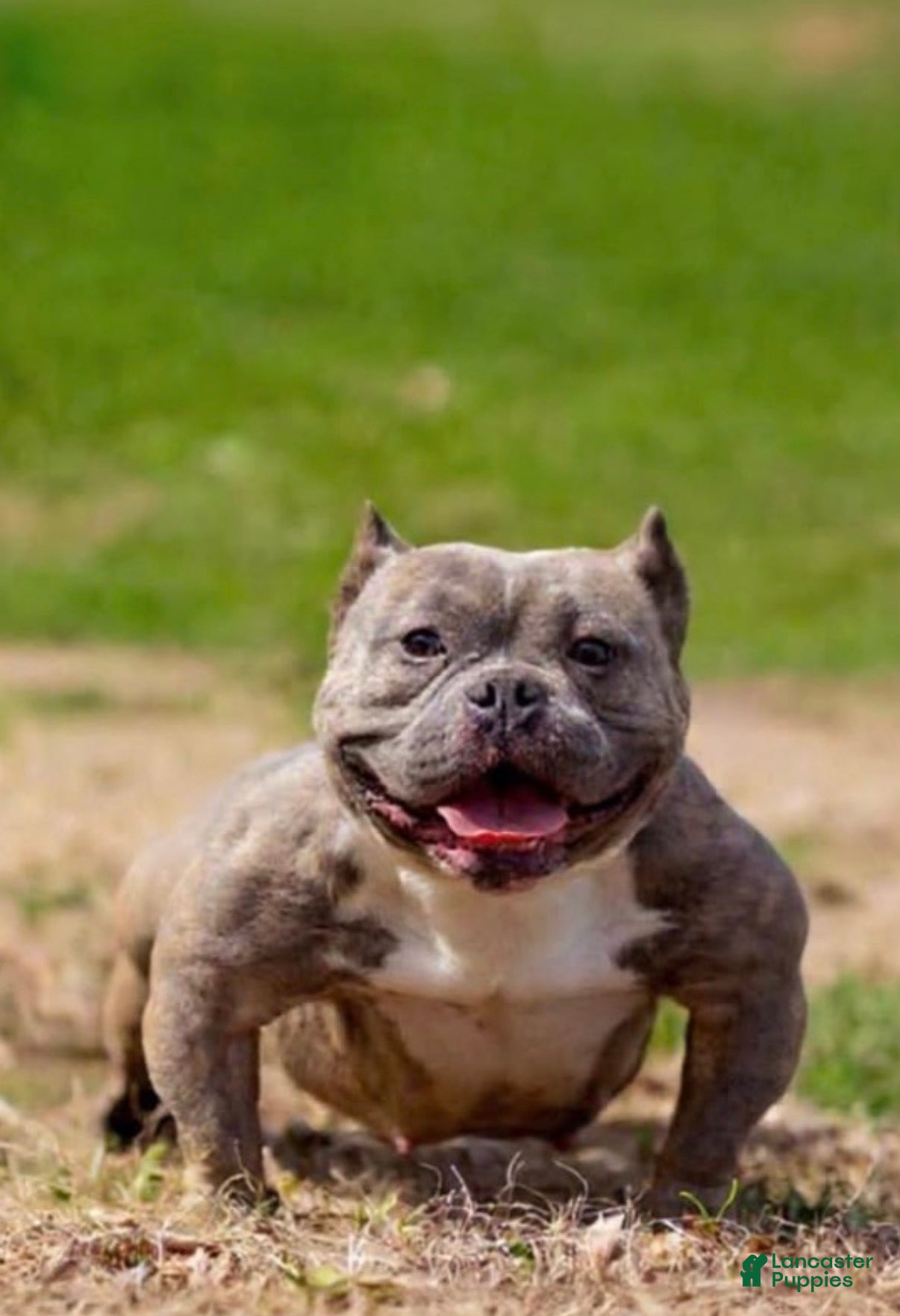 American Bully dogs Juggernaut aka Jug  - Ad 2