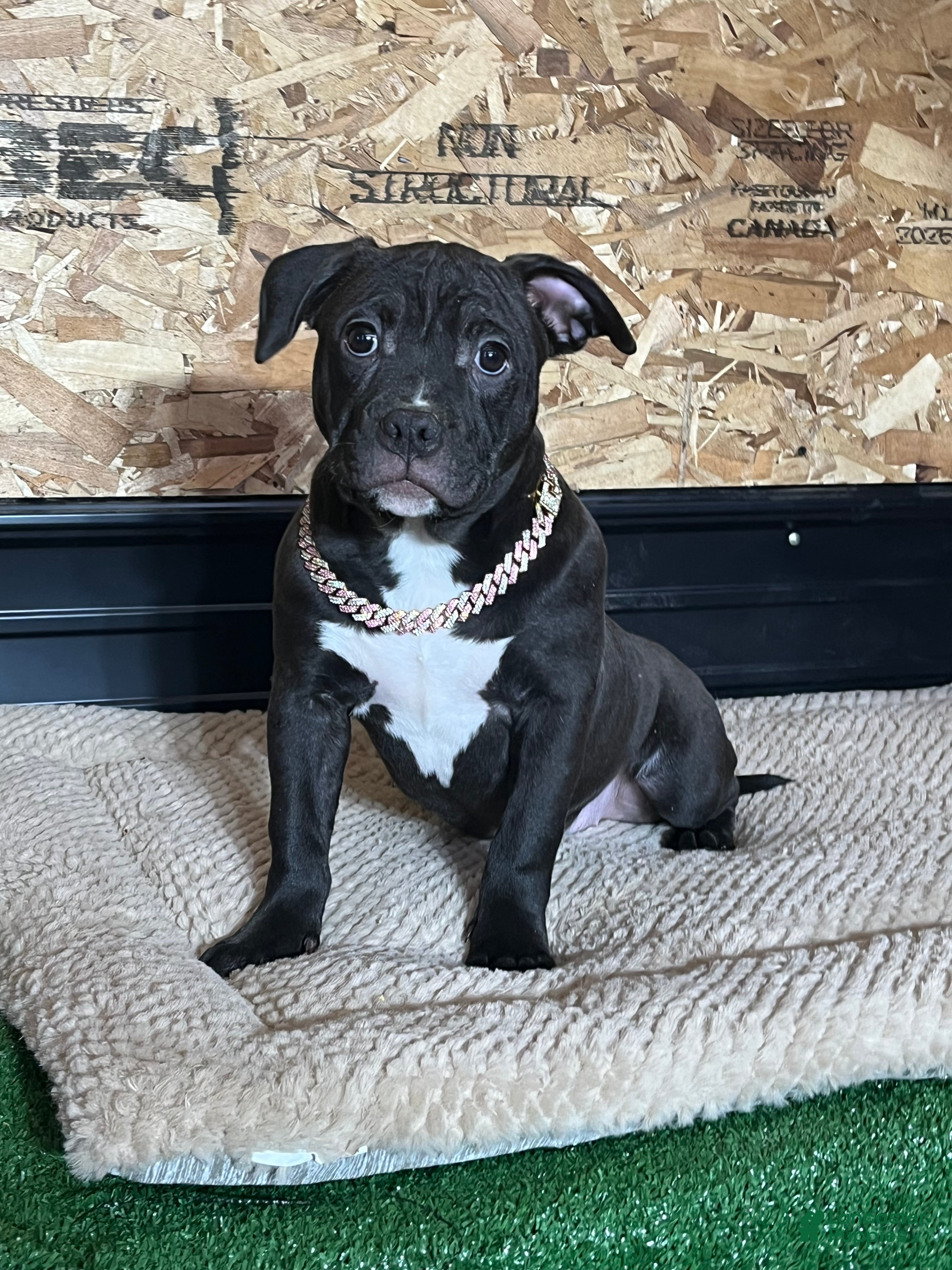 American Bully dogs Nova - Ad 24