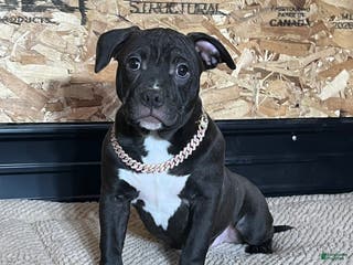 American Bully dogs Nova - Ad 24