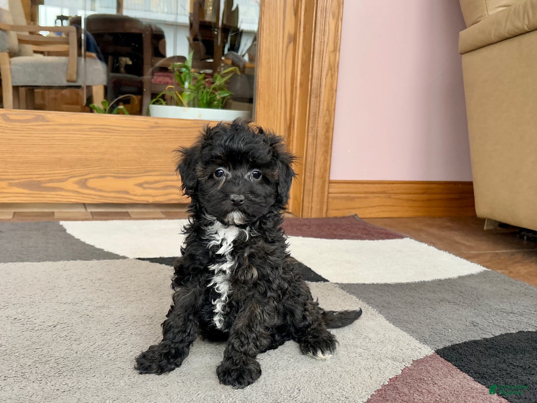 Havapoo dogs for sale: Havapoo pup Larry - Ad 8