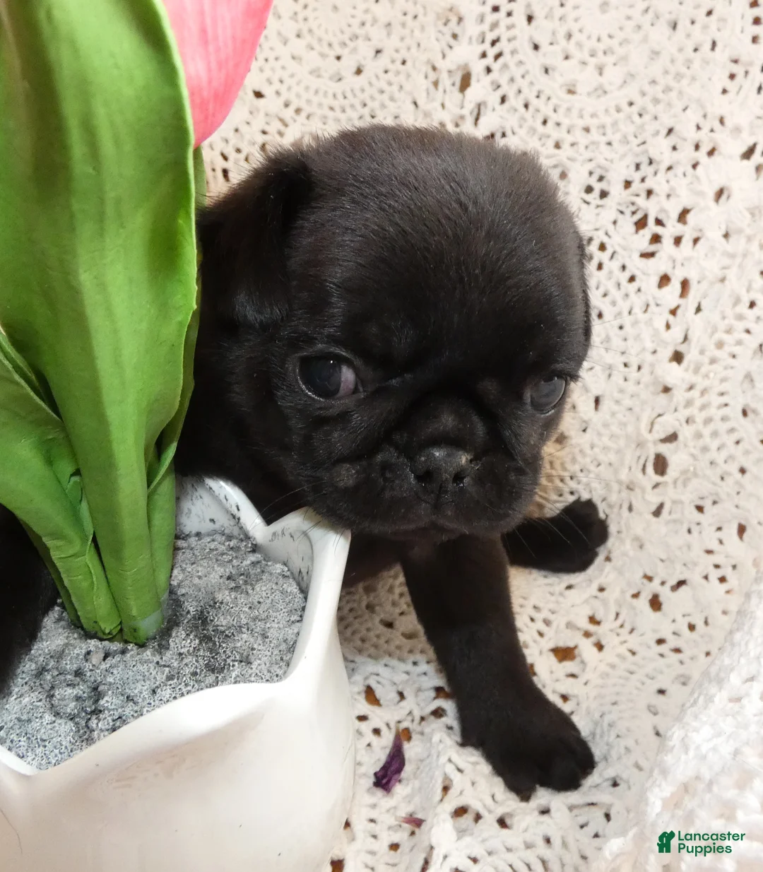 Pug dogs for sale: Pug 2 Rolly - Ad 2