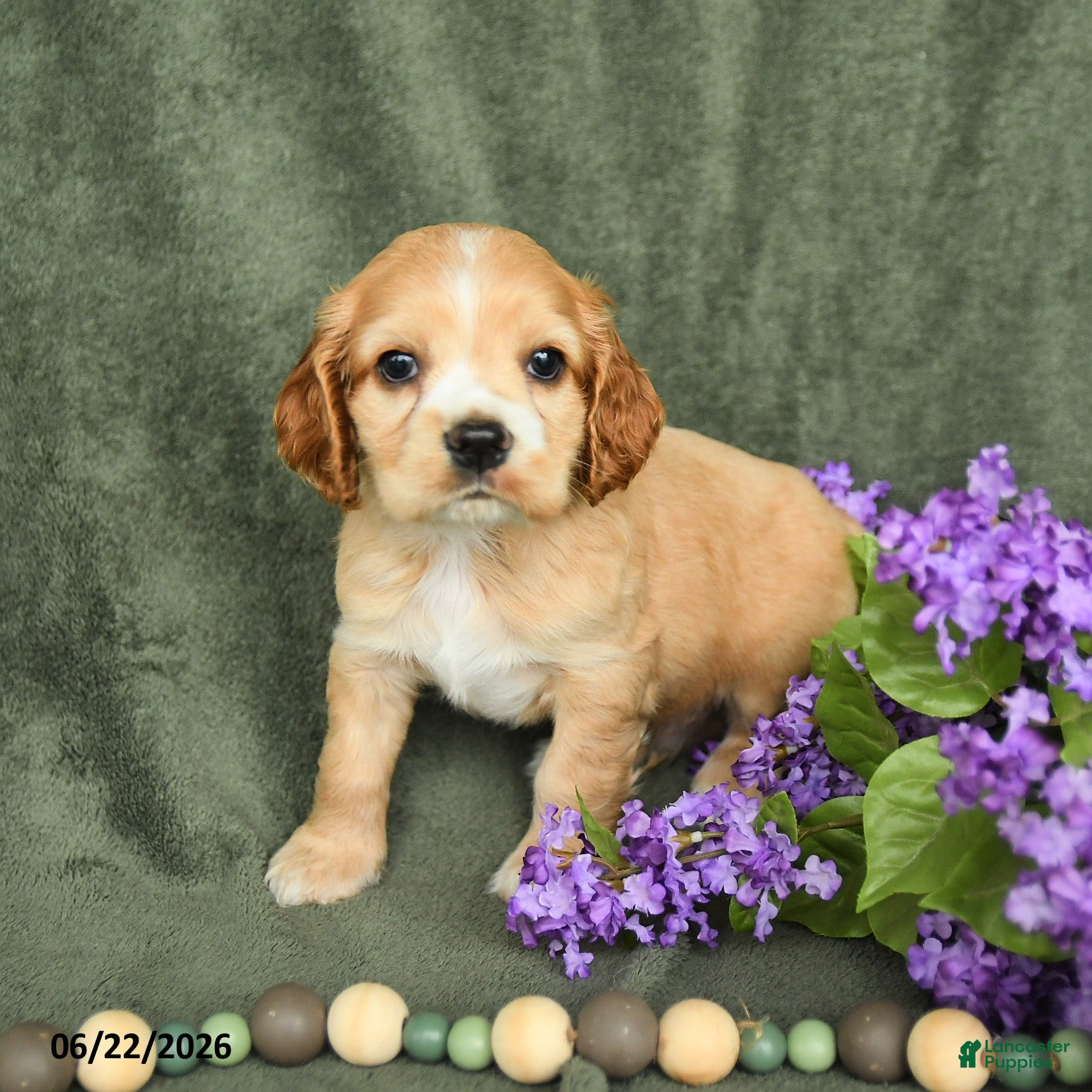 English Cocker Spaniel dogs Blaze - Ad 2
