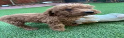 Standard Poodle dogs for sale: Charlie - Ad 7