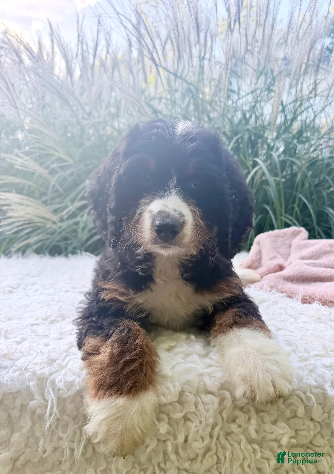 Bernedoodle dogs for sale: Lucy - Ad 2