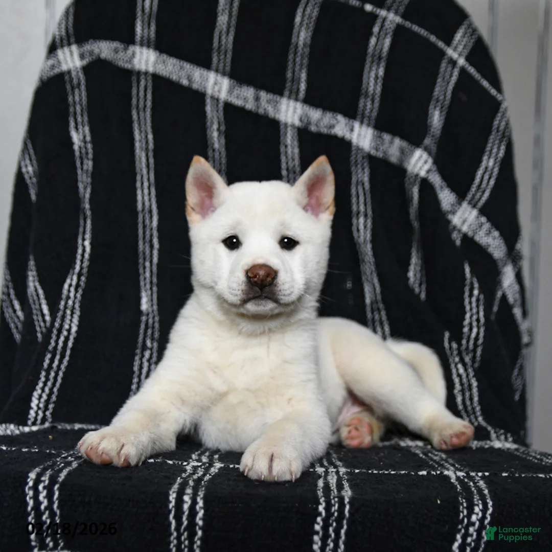 Shiba Inu dogs for sale: Starlight - Ad 3