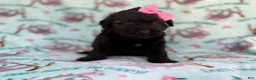 Aussiedoodle dogs for sale: Darla - Ad 4