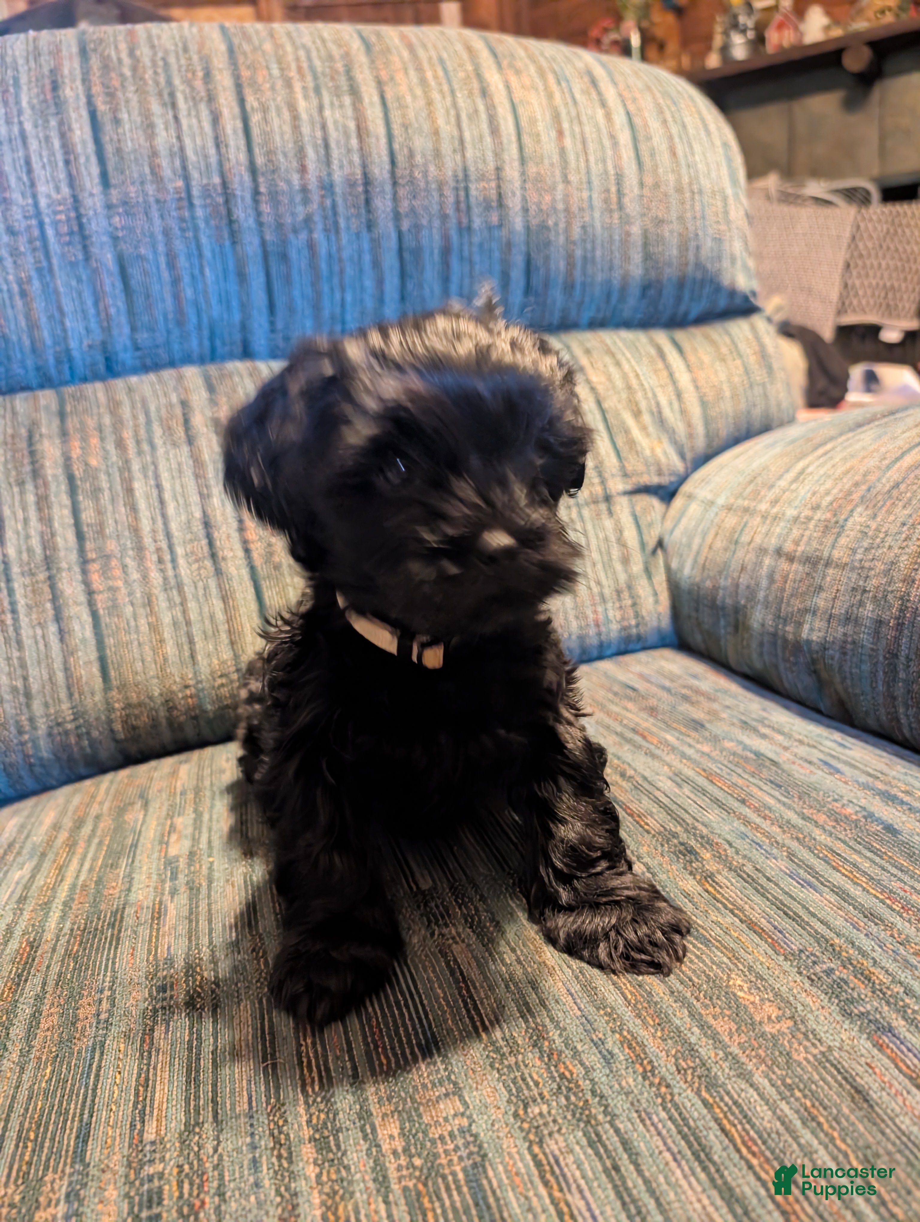 Shorkie dogs Shorkie Puppy 3 - Ad 3