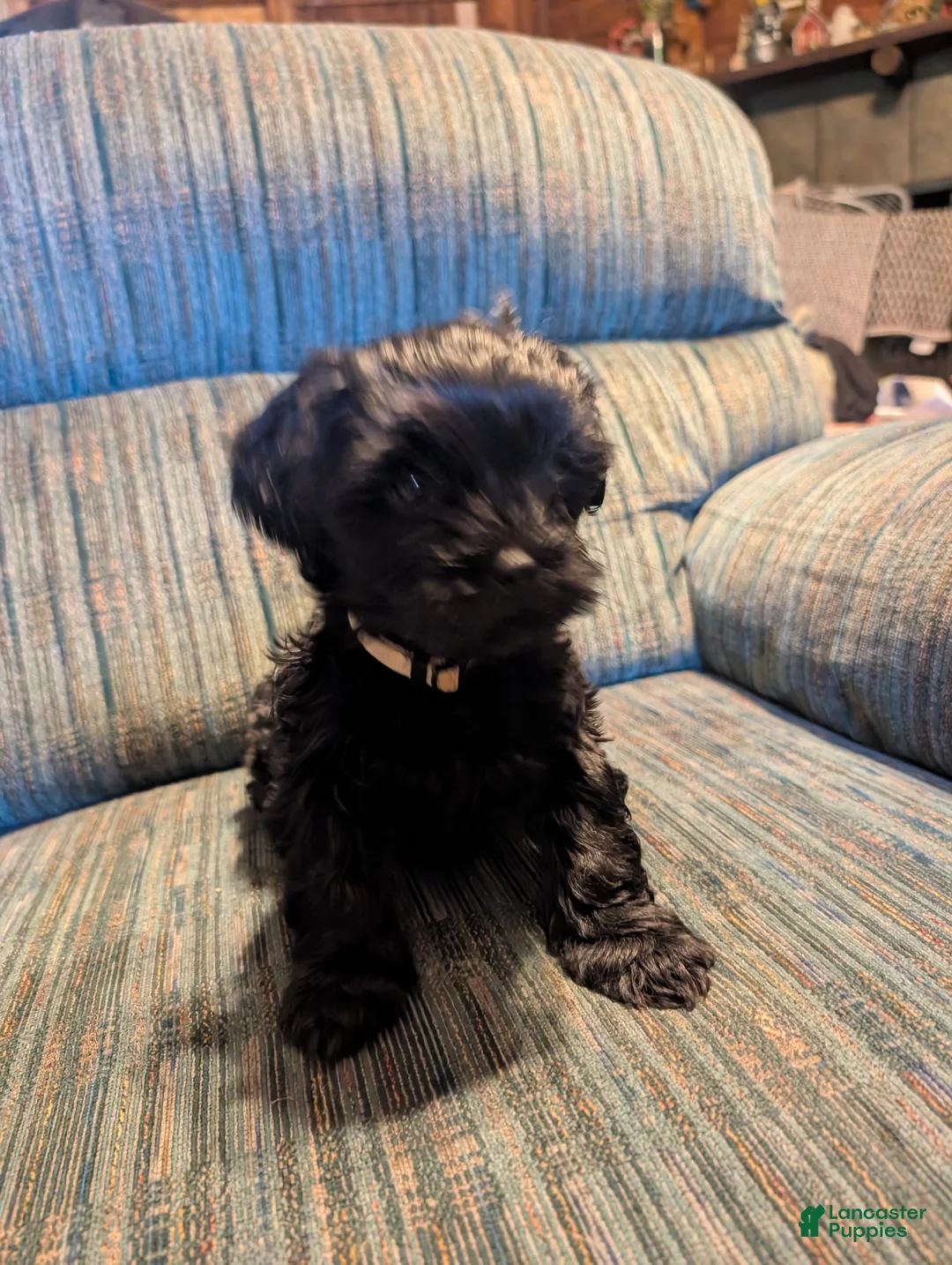 Shorkie dogs for sale: Shorkie Puppy 3 - Ad 1