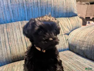 Shorkie dogs Shorkie Puppy 3 - Ad 2