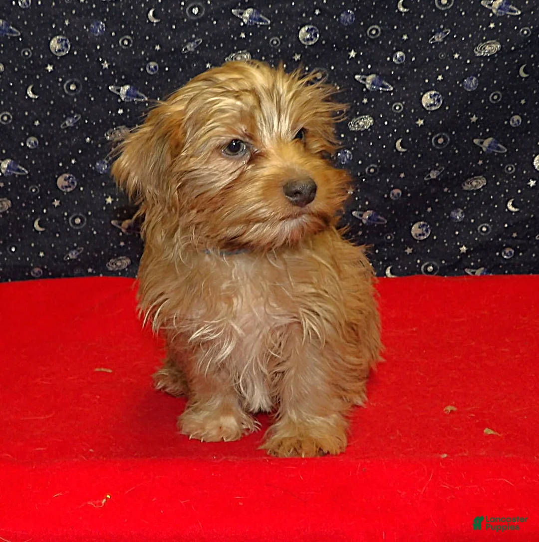 Yochon dogs for sale: John - Ad 3