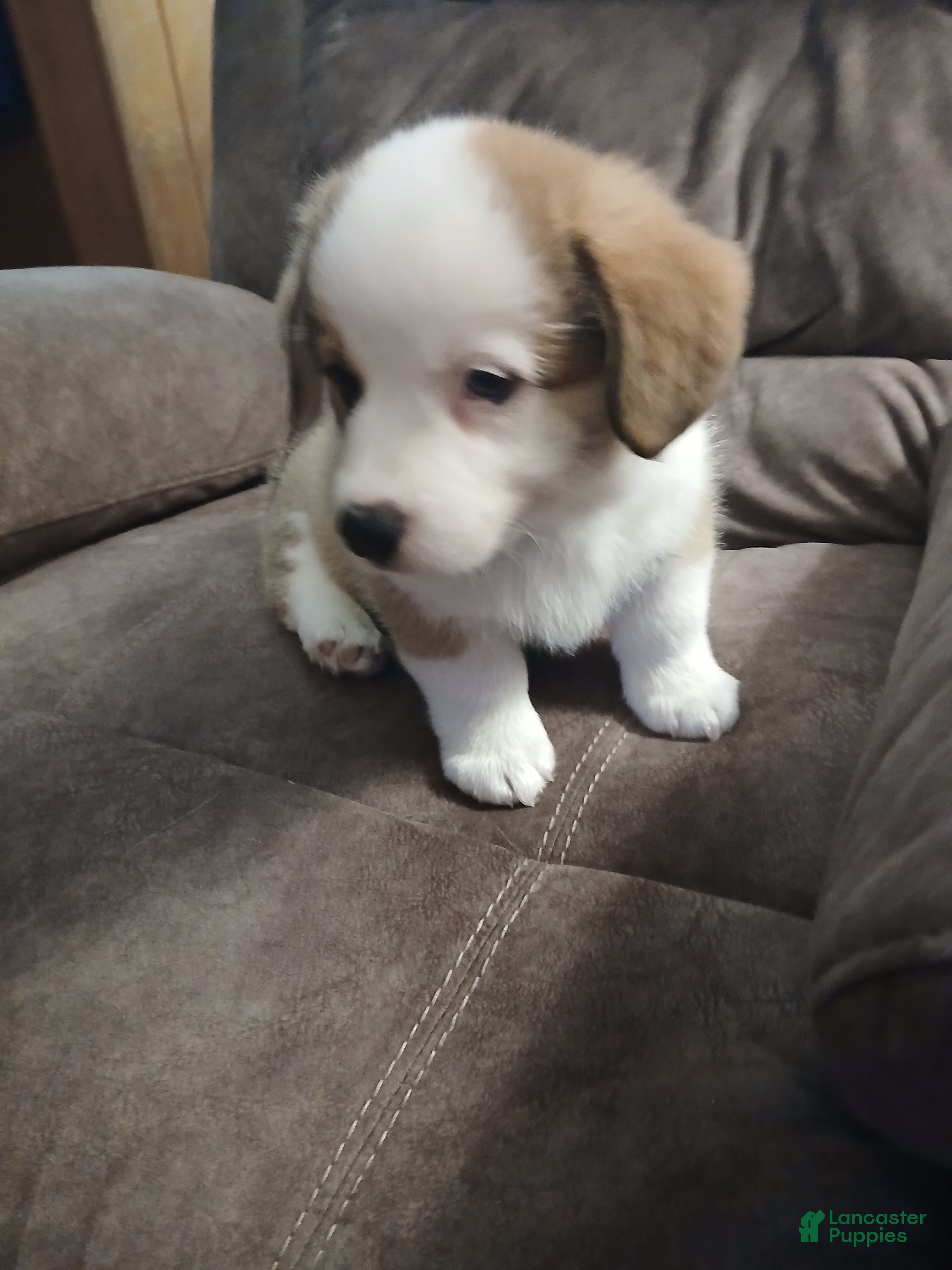 Welsh Corgi Pembroke dogs Dozer - Ad 2