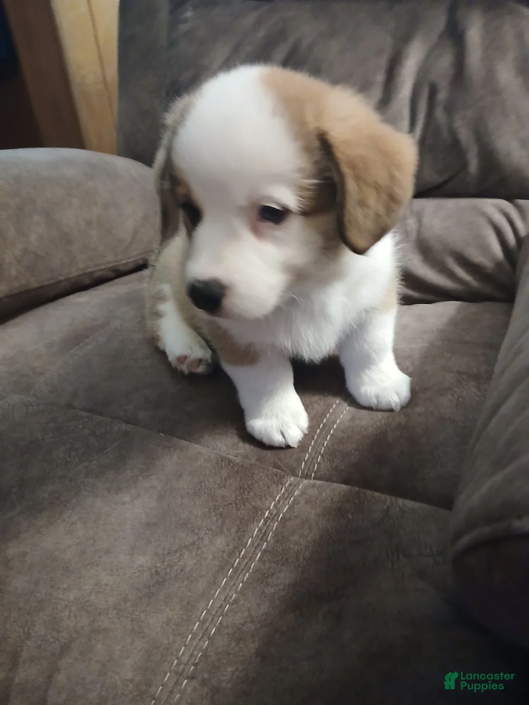 Welsh Corgi Pembroke dogs for sale: Dozer - Ad 2