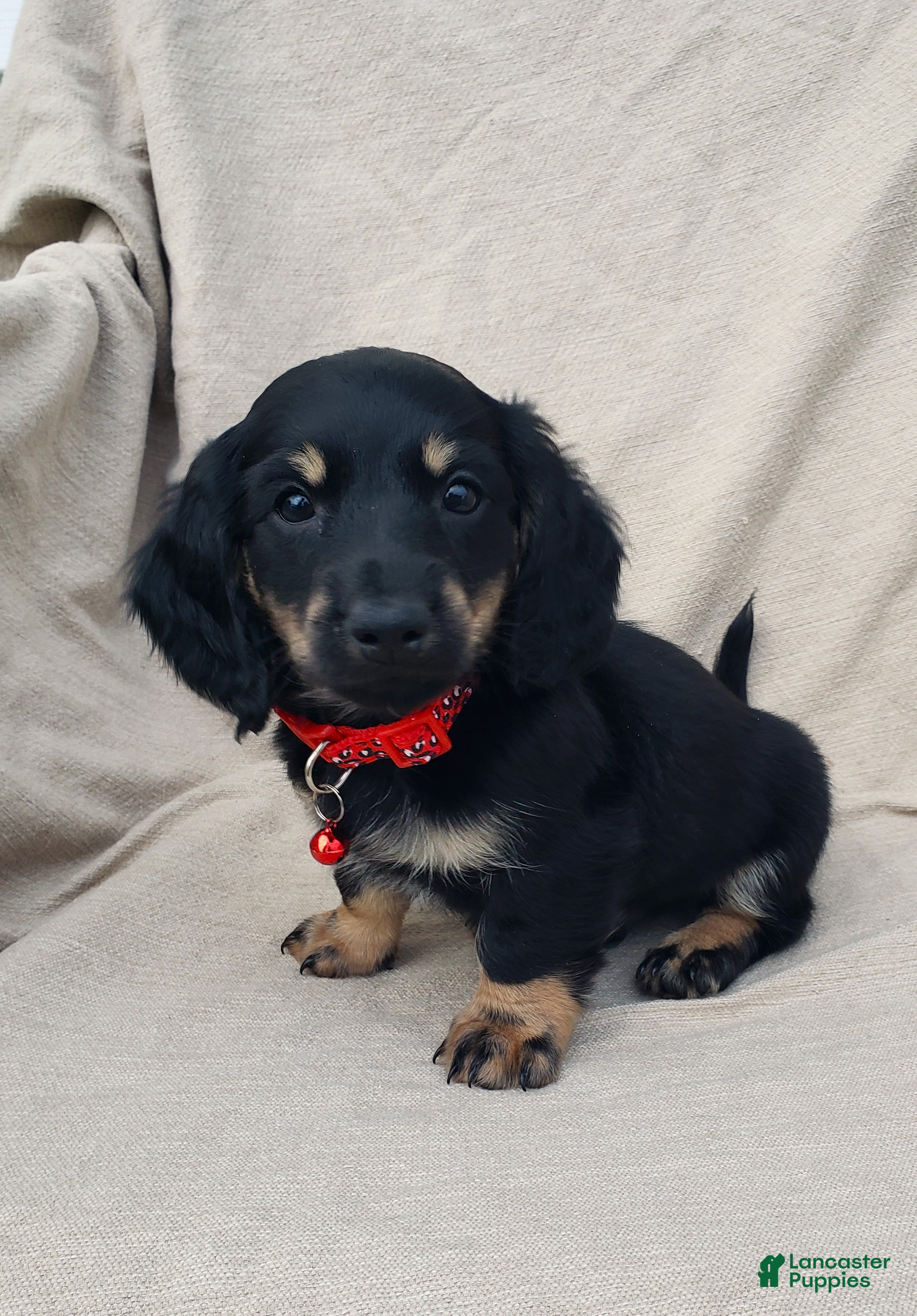 Miniature Dachshund dogs LENNY - Ad 1