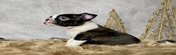 Boston Terrier dogs for sale: Nick  - Ad 4