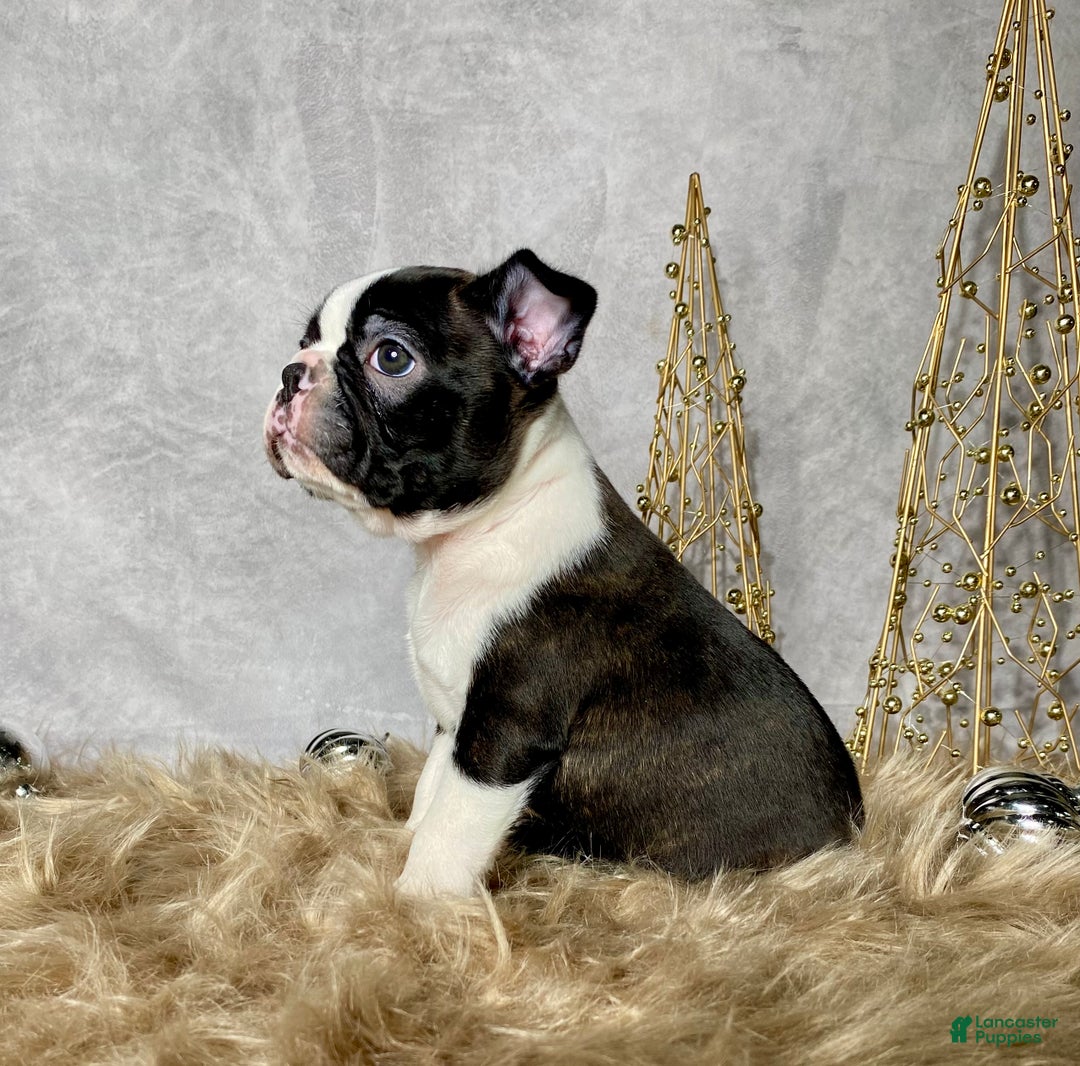 Boston Terrier dogs for sale: Nick  - Ad 4