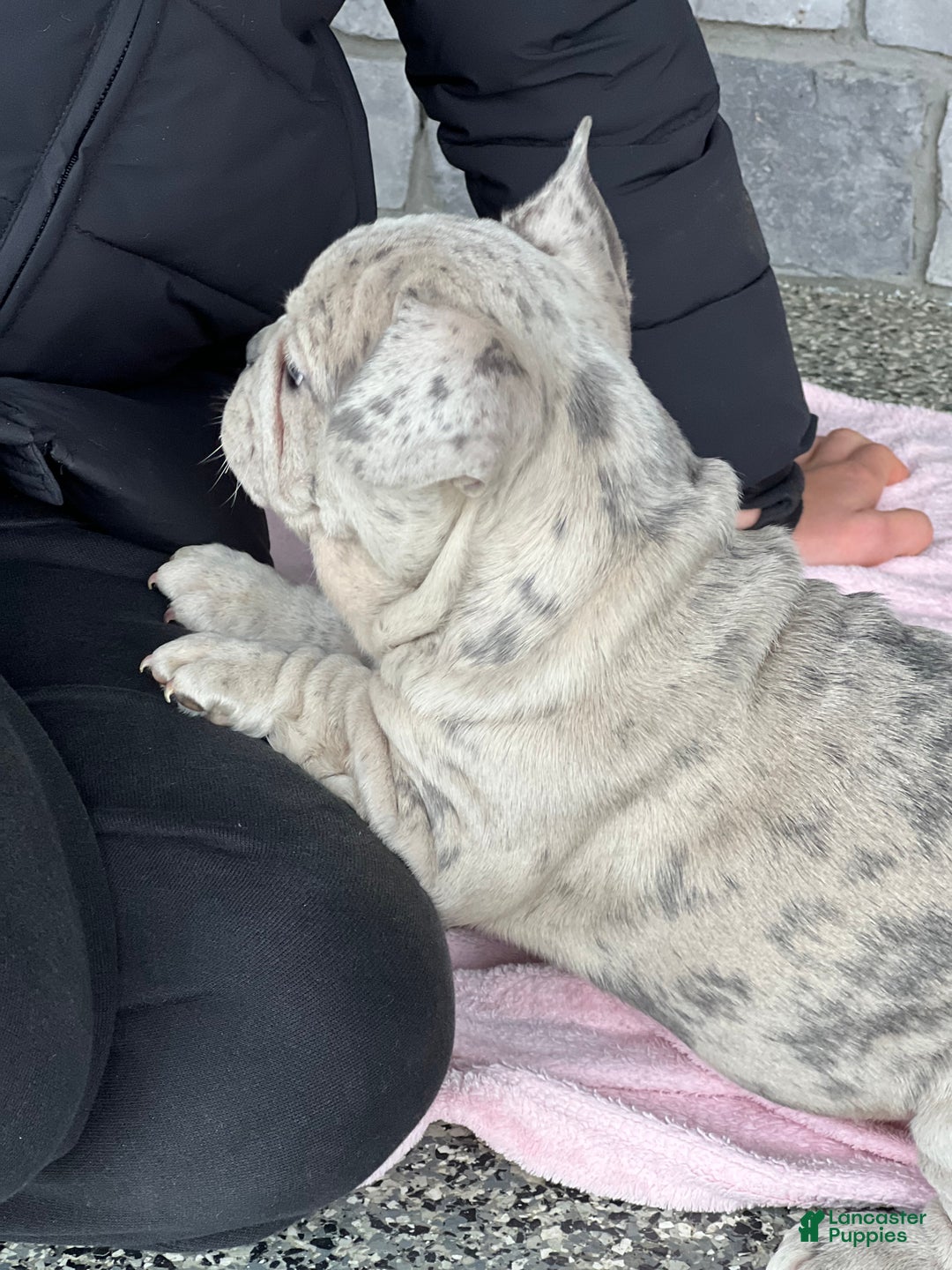 French Bulldog dogs for sale: Noelle - Ad 2