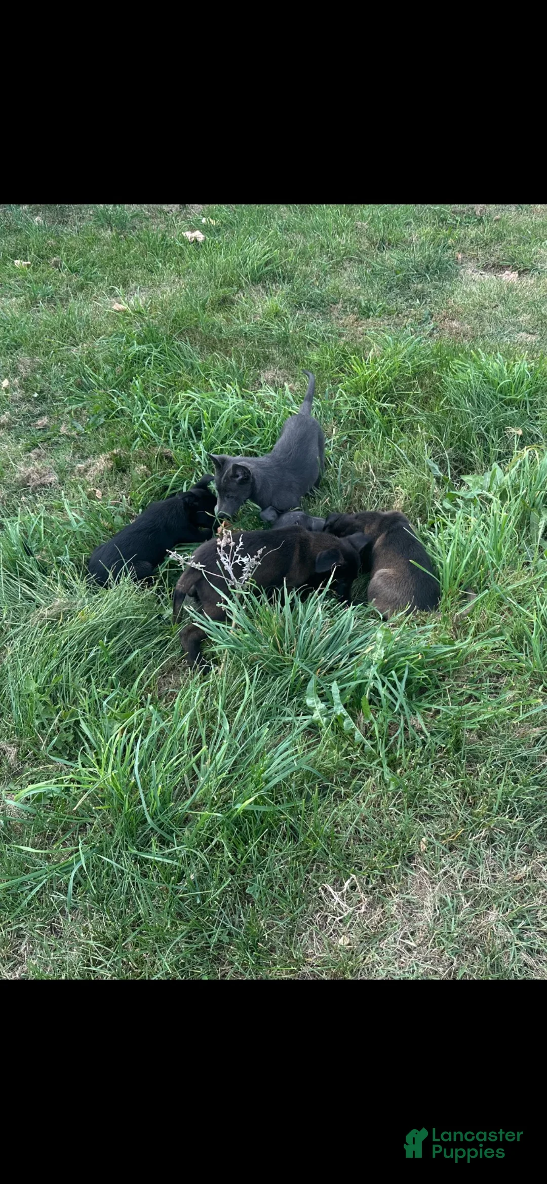 Belgian Malinois dogs for sale: Belgian Malinois 3 - Ad 2