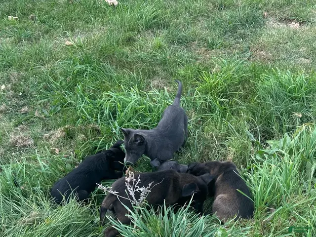 Belgian Malinois dogs for sale: Belgian Malinois 3 - Ad 2