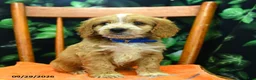 Cockapoo dogs for sale: Sawyer  - Ad 3