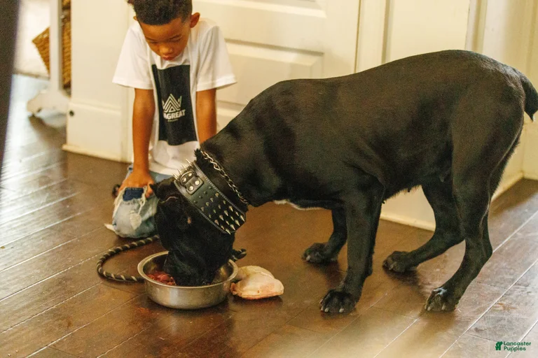 Gallery Image {{count}}