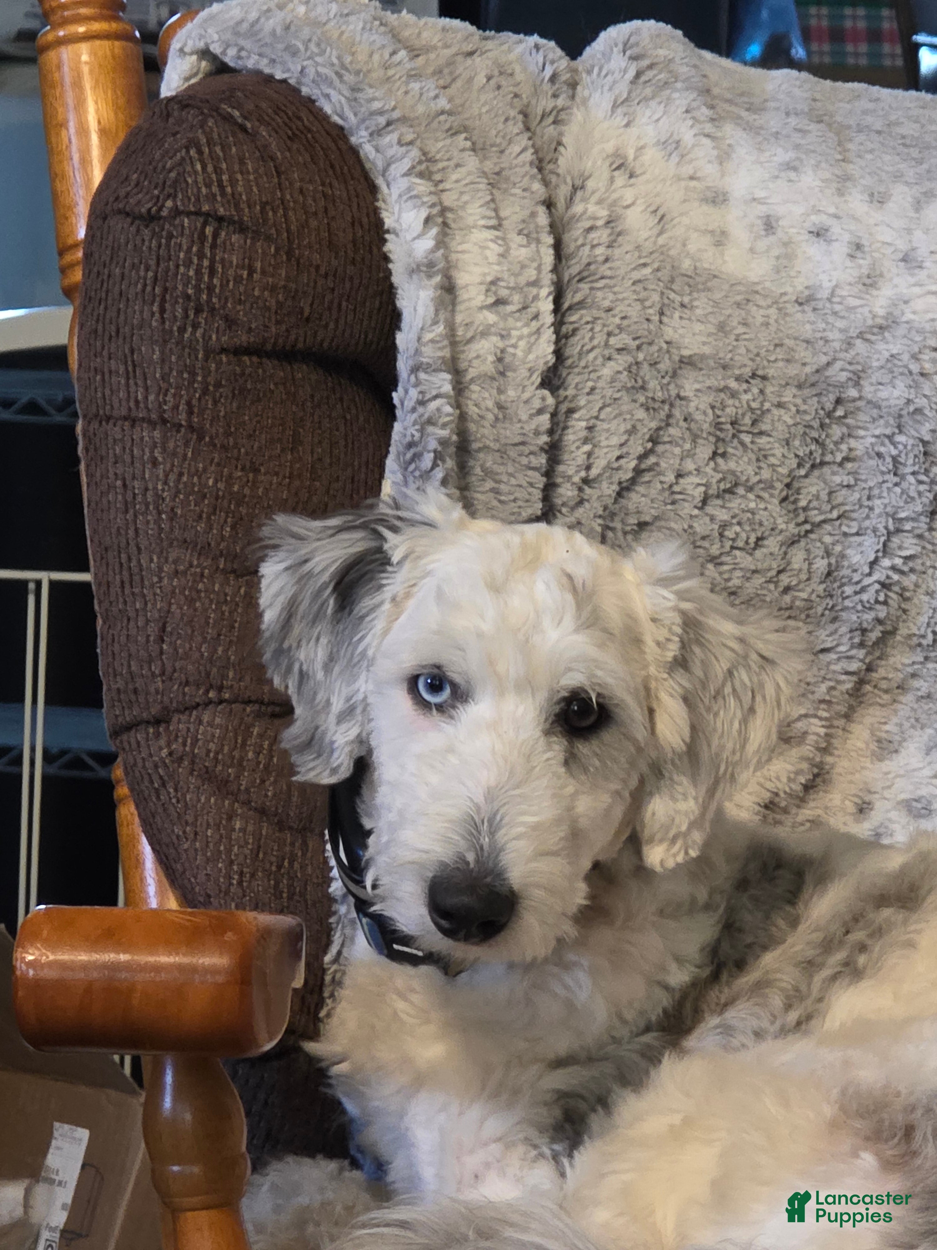 Sheepadoodle dogs Sheepadoodle 1 - Ad 3