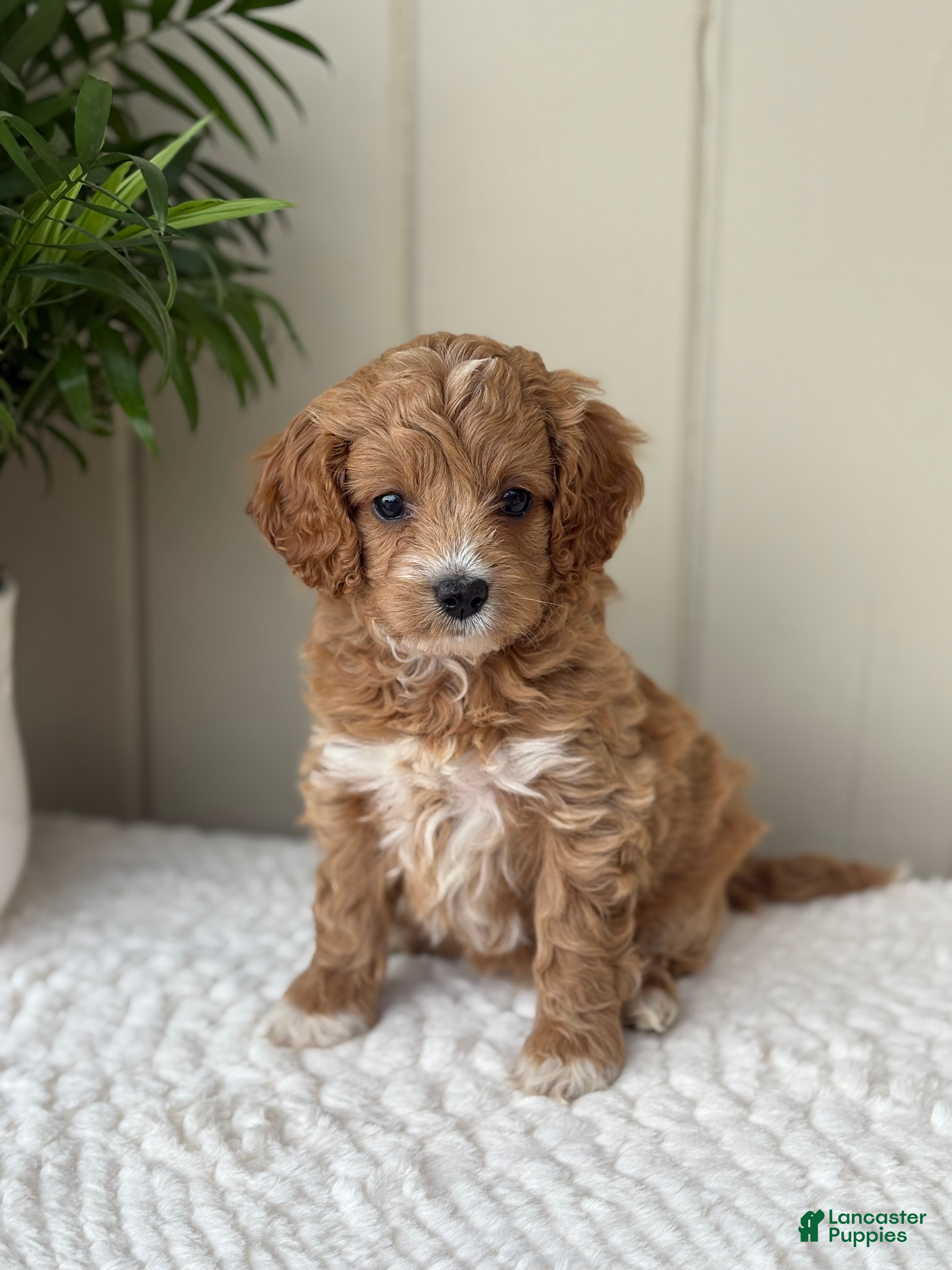 Cockapoo dogs for sale: Cockapoo Puppy 4 Sweetie - Ad 1