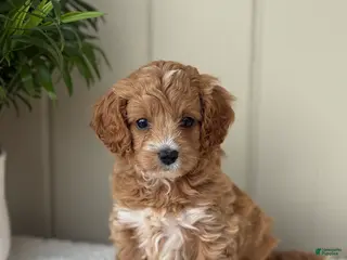 Cockapoo dogs for sale: Cockapoo Puppy 4 Sweetie - Ad 1