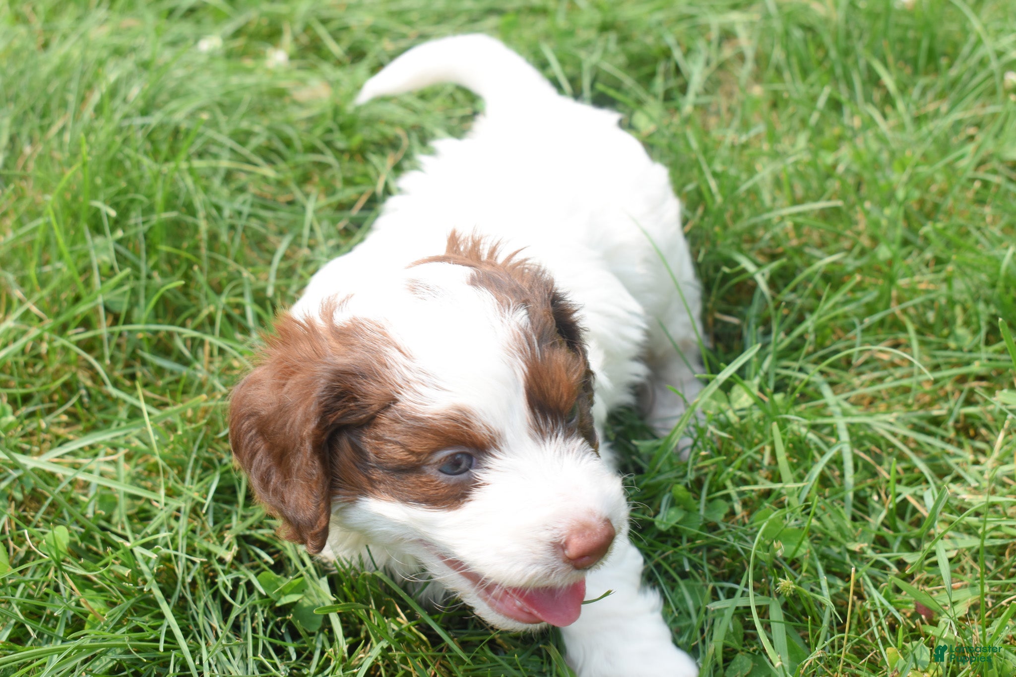 Doxiepoo dogs  Prince  - Ad 2