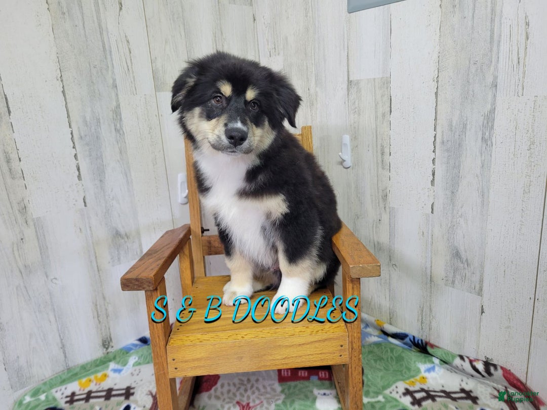 Miniature Australian Shepherd dogs for sale: Flash - Ad 2