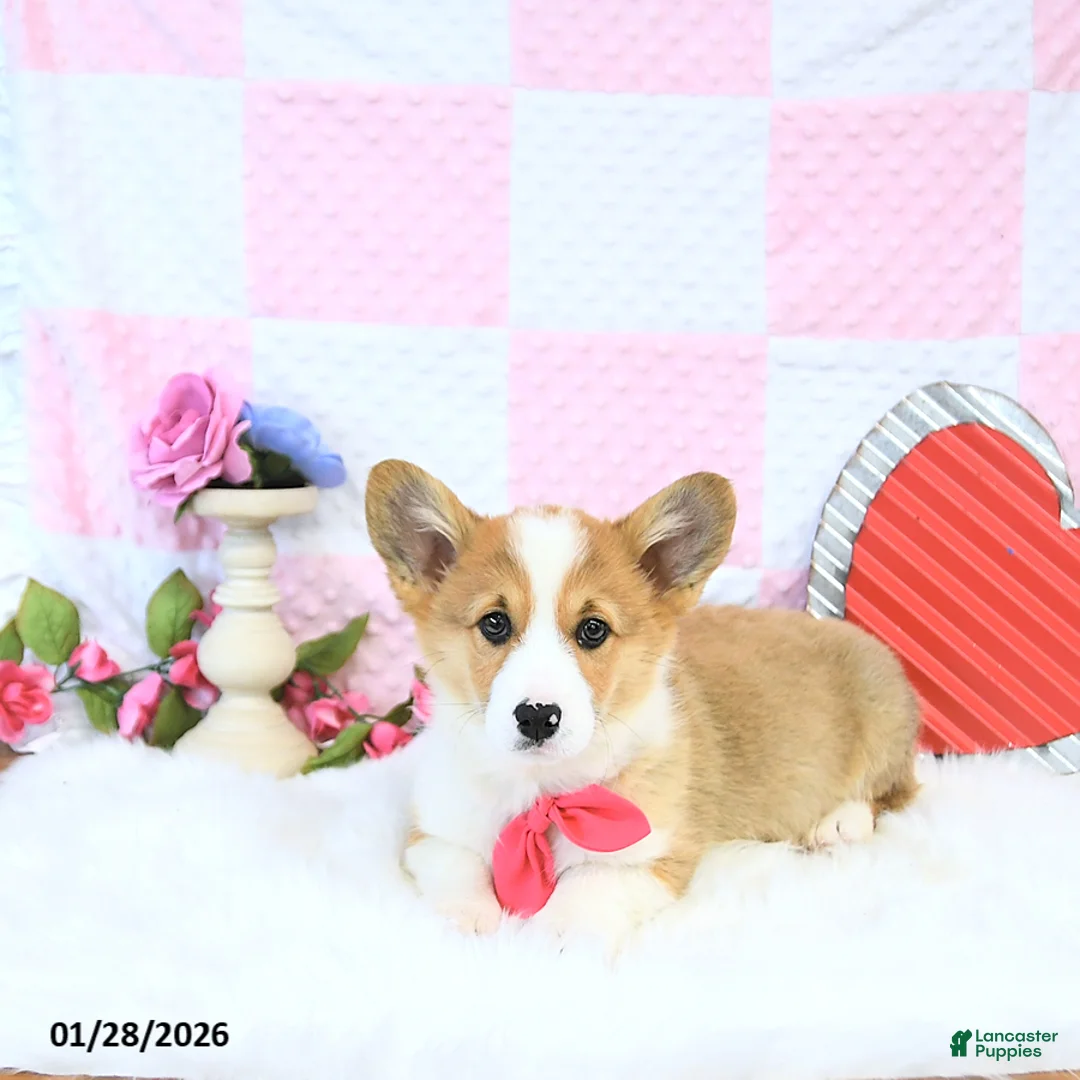 Welsh Corgi Pembroke dogs for sale: Roxy - Ad 4