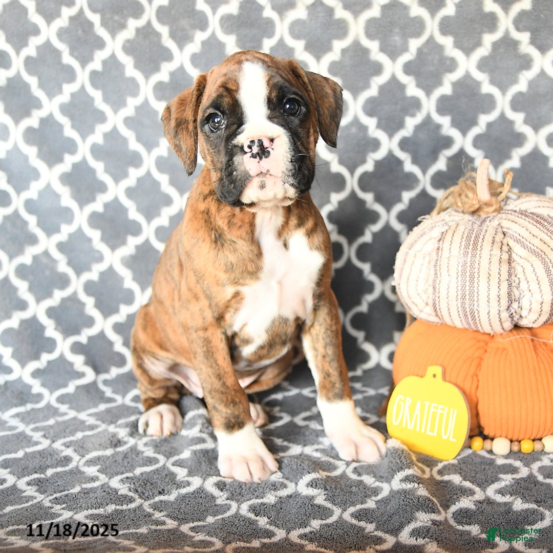 Boxer dogs for sale: Teresa - Ad 3