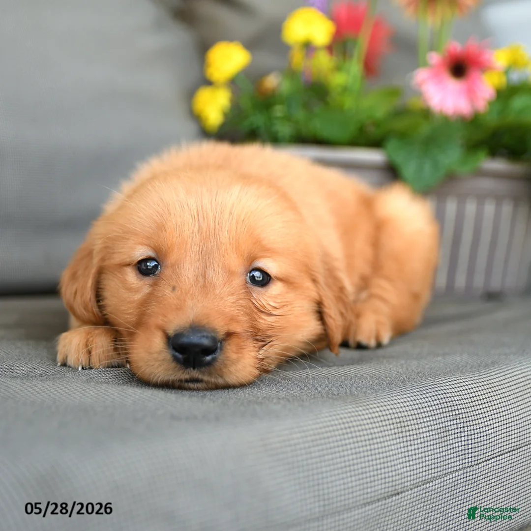 Golden Retriever dogs for sale: Mandy - Ad 3