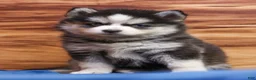 Pomsky dogs for sale: Blossom - Ad 3