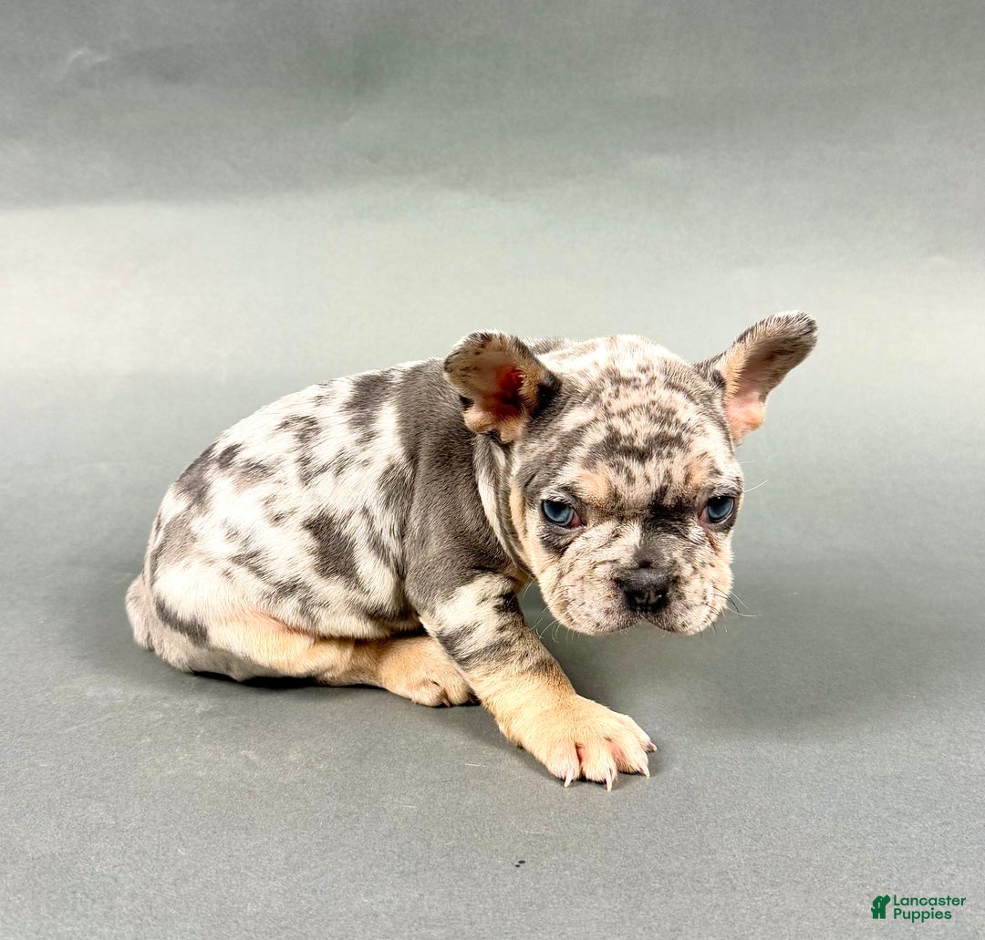 French Bulldog dogs for sale: Denver - Ad 2