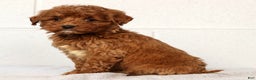 Mini Goldendoodle dogs for sale: Lisa - Ad 4
