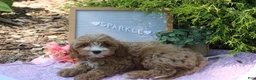 Cavapoo dogs for sale: Sparkle - Ad 6